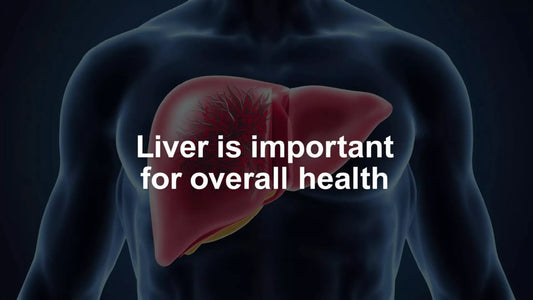 What is the liver, and why is it important for overall health